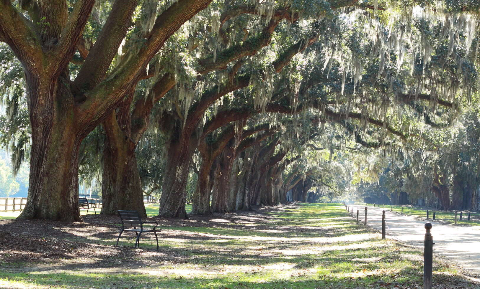 高橋オリア大樹 Celebrate Oaktober and the Majestic Oaks of Texas - TLM