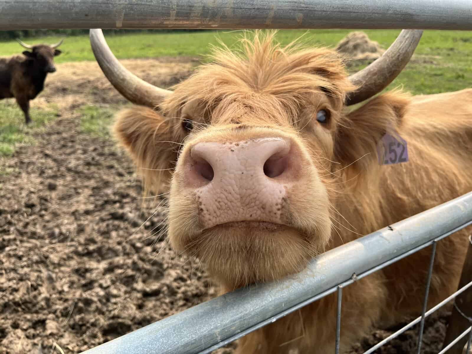 Close-up of a friendly Highland cow with long reddish-brown hair and curved horns looking directly at the camera over a metal fence, with green pasture visible in the background.
