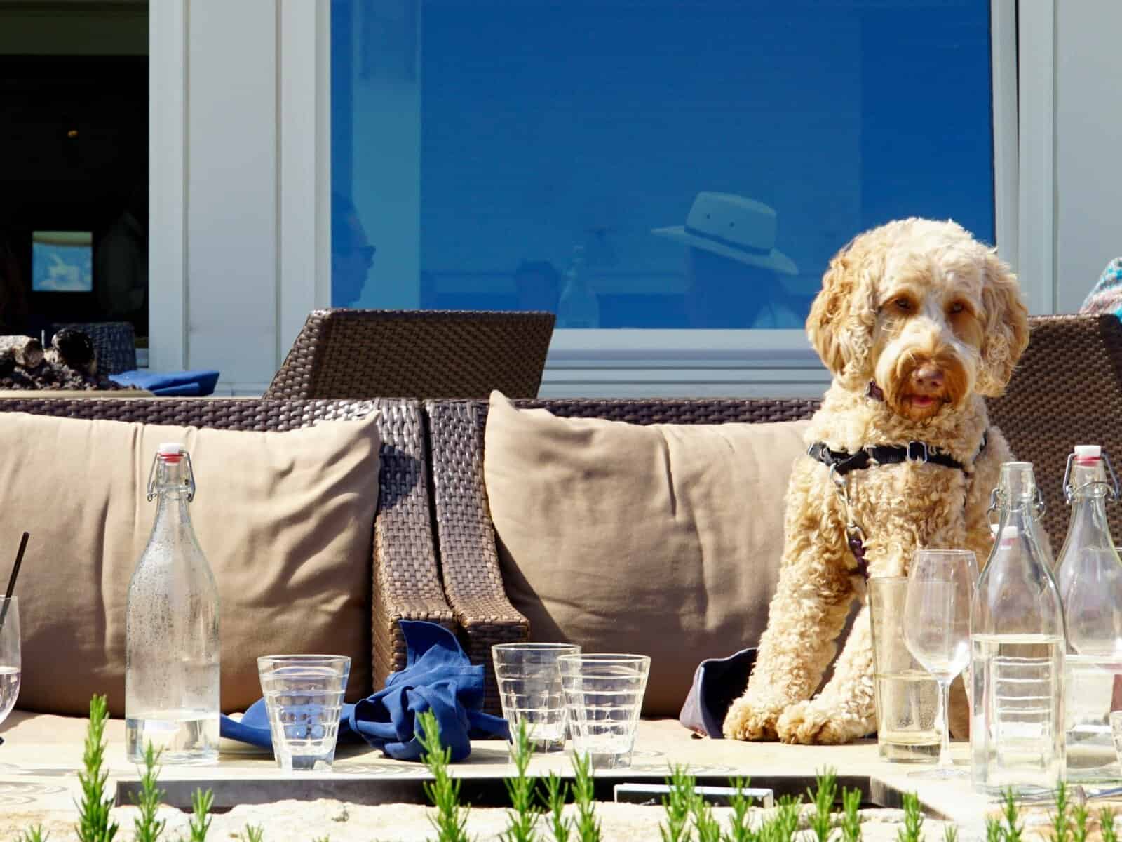 Restaurants Pet Friendly Near Me