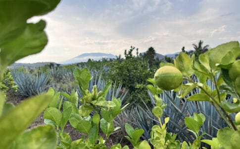 Lemon tree in agave field