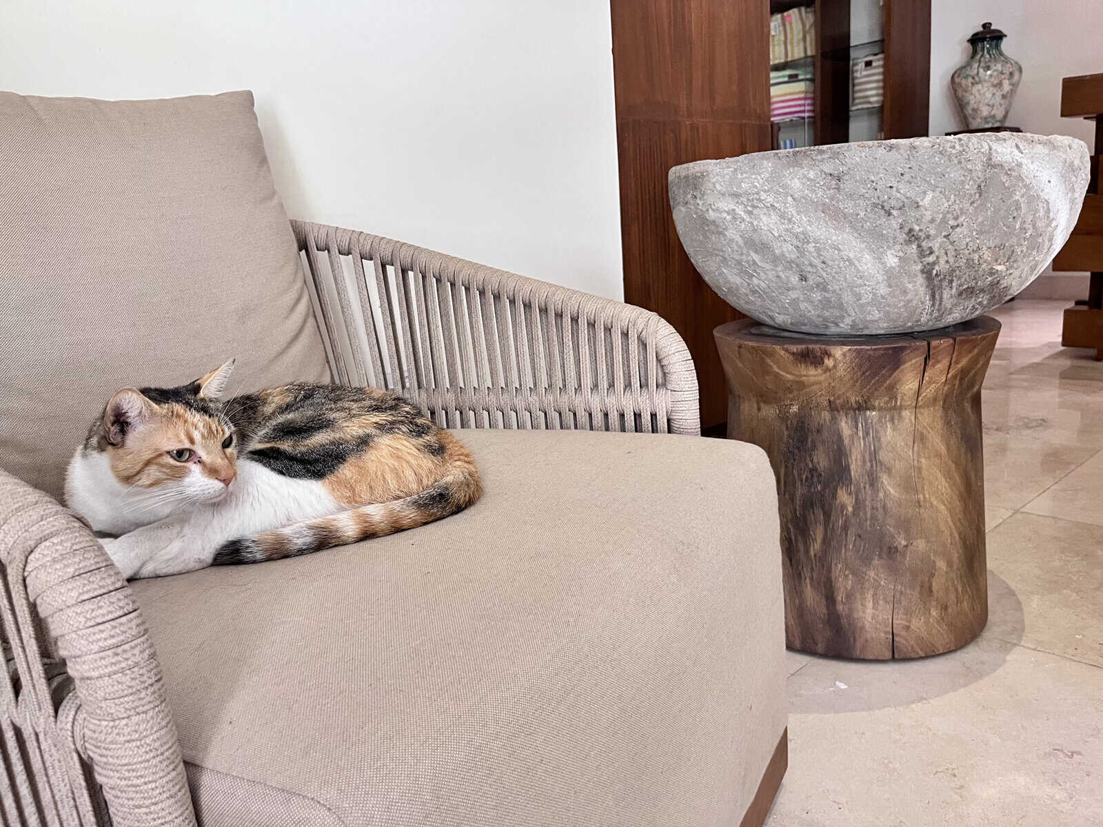 Cat lounging in a chair