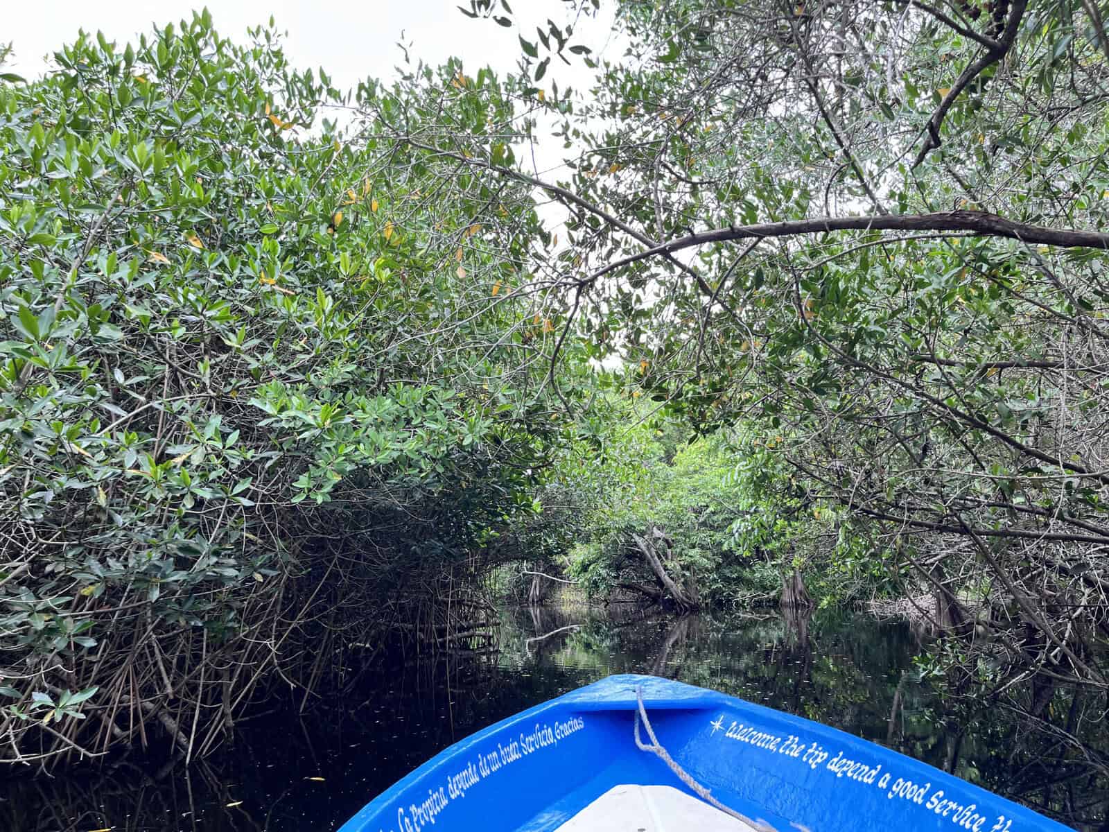 Mangrove trees in water