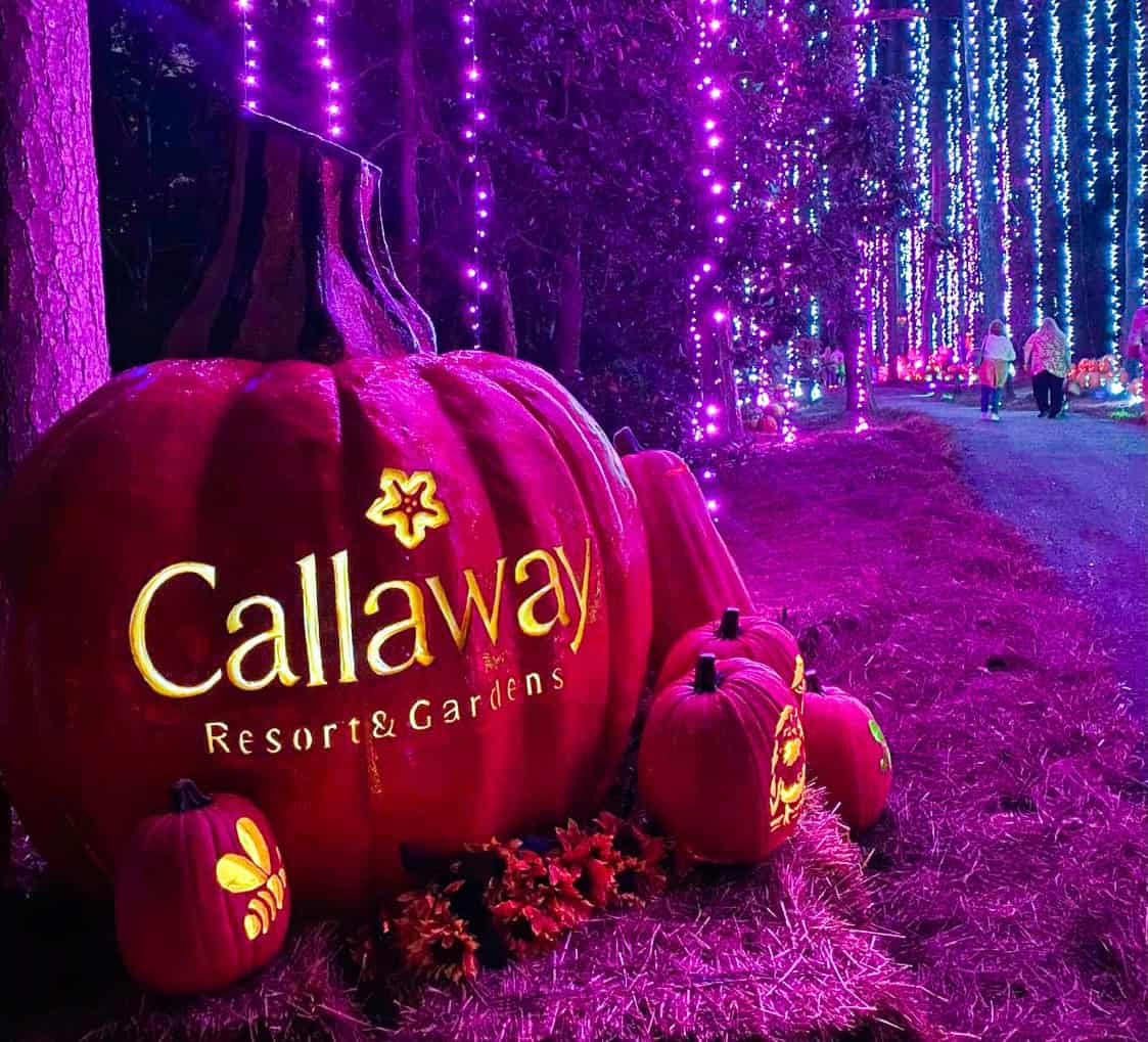 Large carved pumpkins with the Callaway Resort & Gardens logo illuminated in golden letters, surrounded by smaller decorated pumpkins and colorful LED light displays creating a magical purple and blue nighttime scene with visitors walking along illuminated pathways.