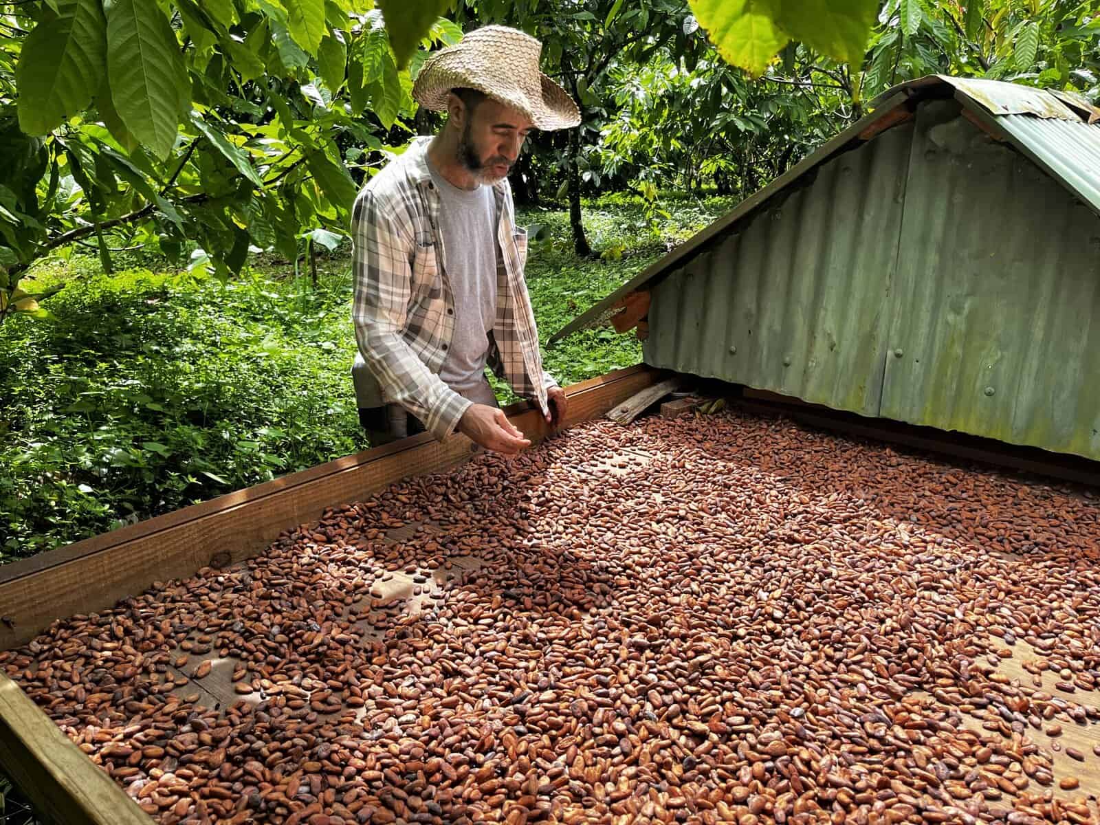 Man tending cacao beans drying on a wooden rack at a small cacao farm in Dominican Republic, surrounded by green trees.