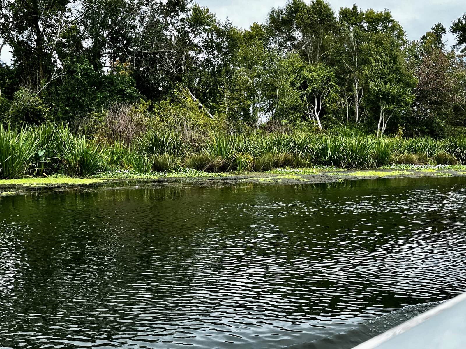 View from a boat on dark water showing a wetland shoreline with bright green aquatic plants covering the water's edge, tall grasses, reeds, and a backdrop of deciduous trees under an overcast sky.