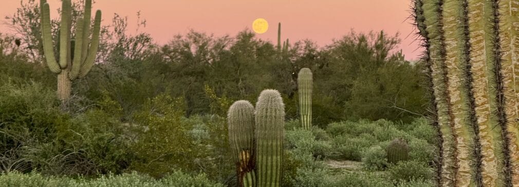 Cacti under a super moon