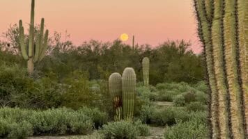 Cacti under a super moon