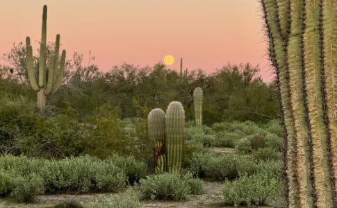 Cacti under a super moon