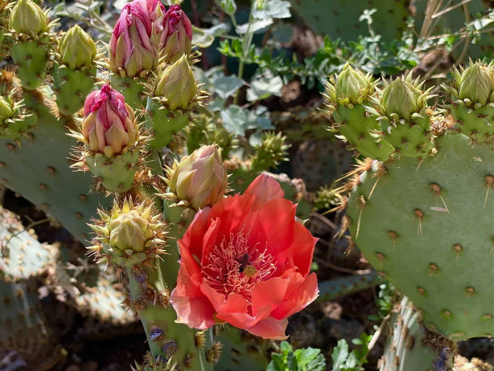 Pink flowers on a cactus.