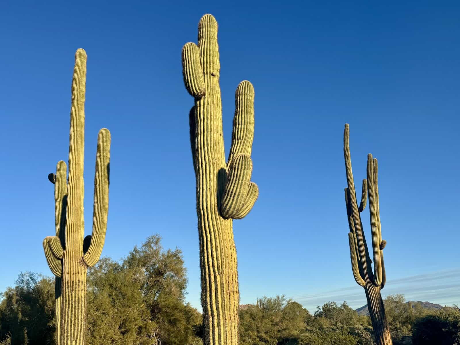 Three saguaro cacti reach up to a cobalt blue sky.