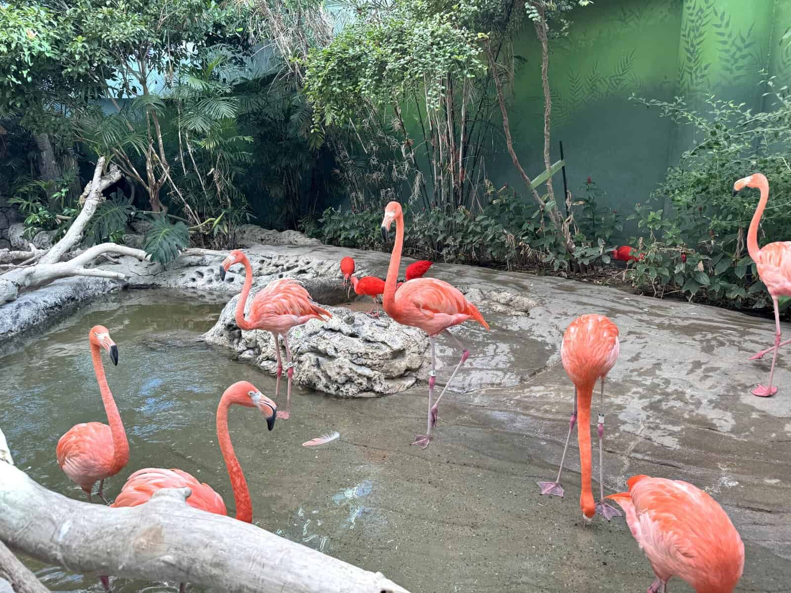 A flamboyance of flamingoes standing in shallow water.