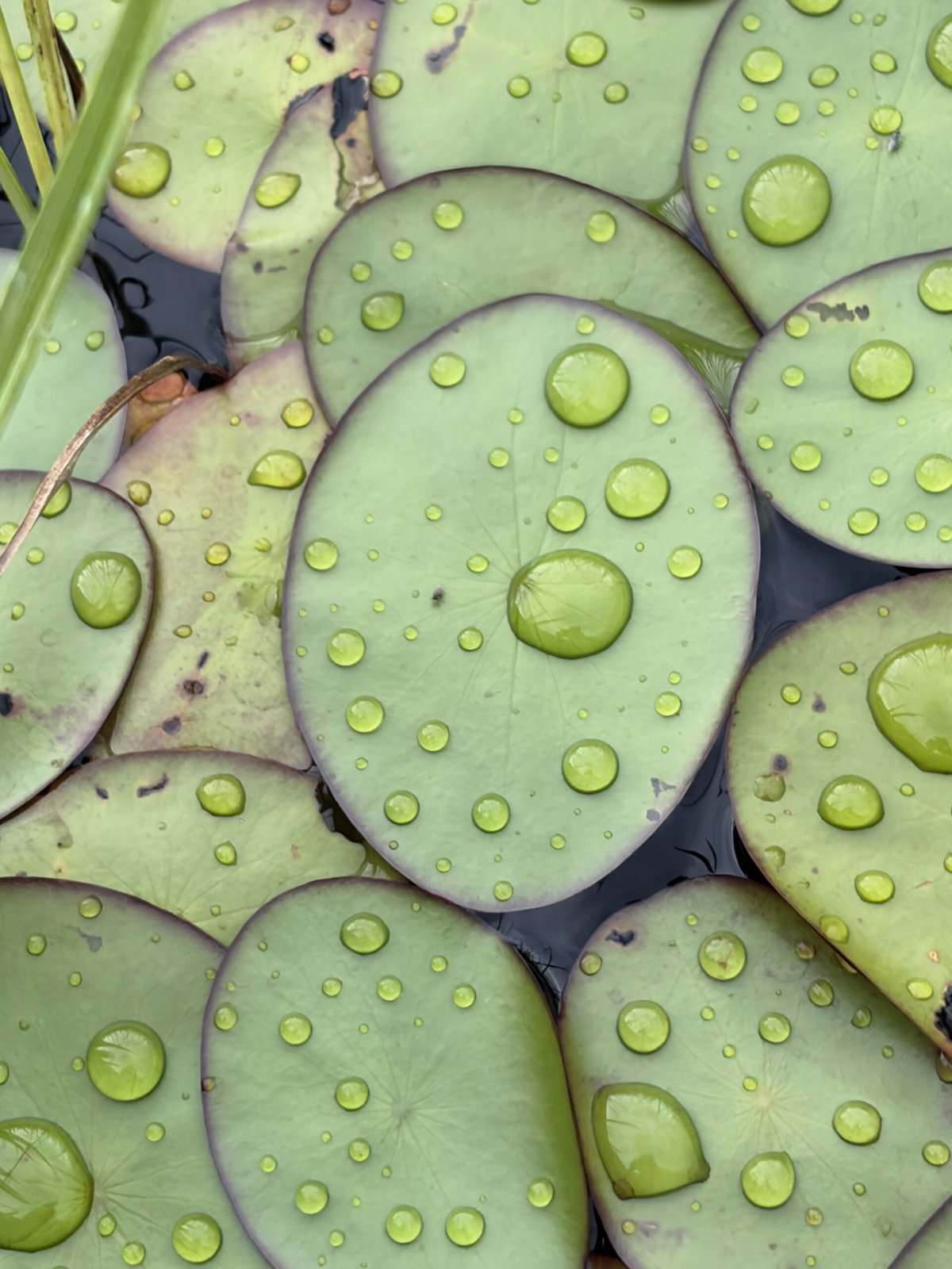  Lily pads with water droplets in Okavango Delta.
