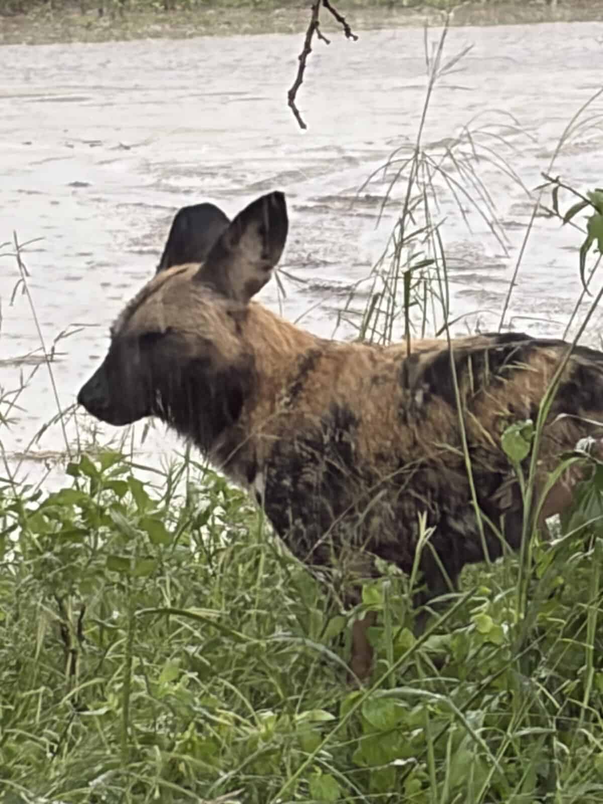 African wild dog with distinctive mottled coat by water in Savute.