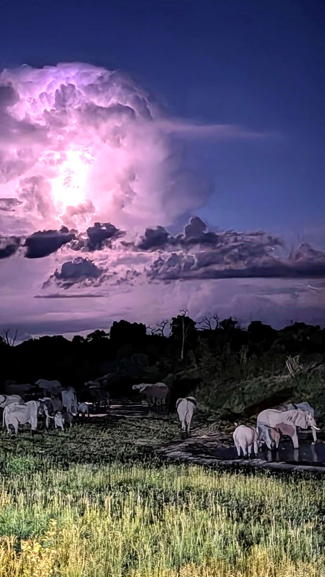 Elephants at waterhole with dramatic lightning storm in purple sky.