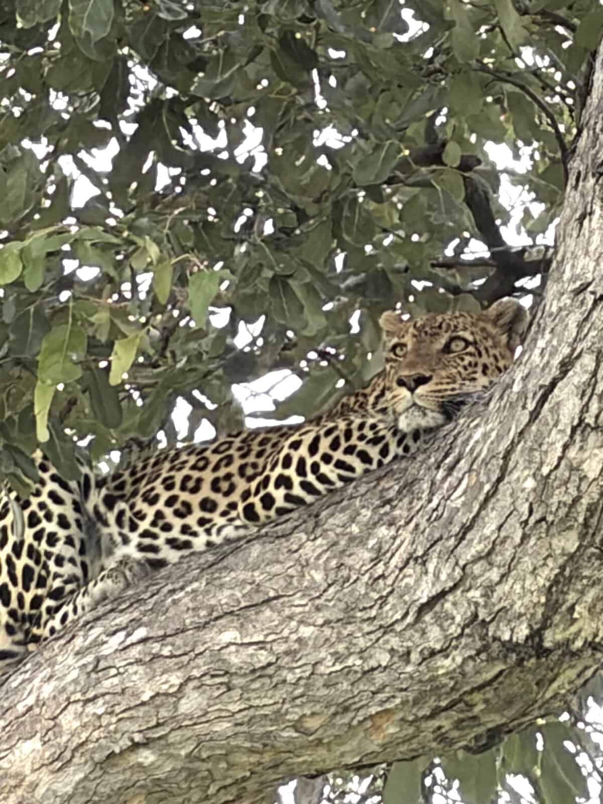  Leopard lounging in tree branches in Chobe National Park Botswana.