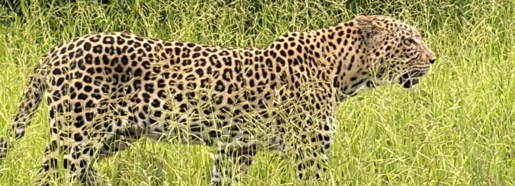 ● Leopard walking through tall grass hunting in Botswana.