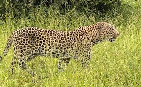 ● Leopard walking through tall grass hunting in Botswana.