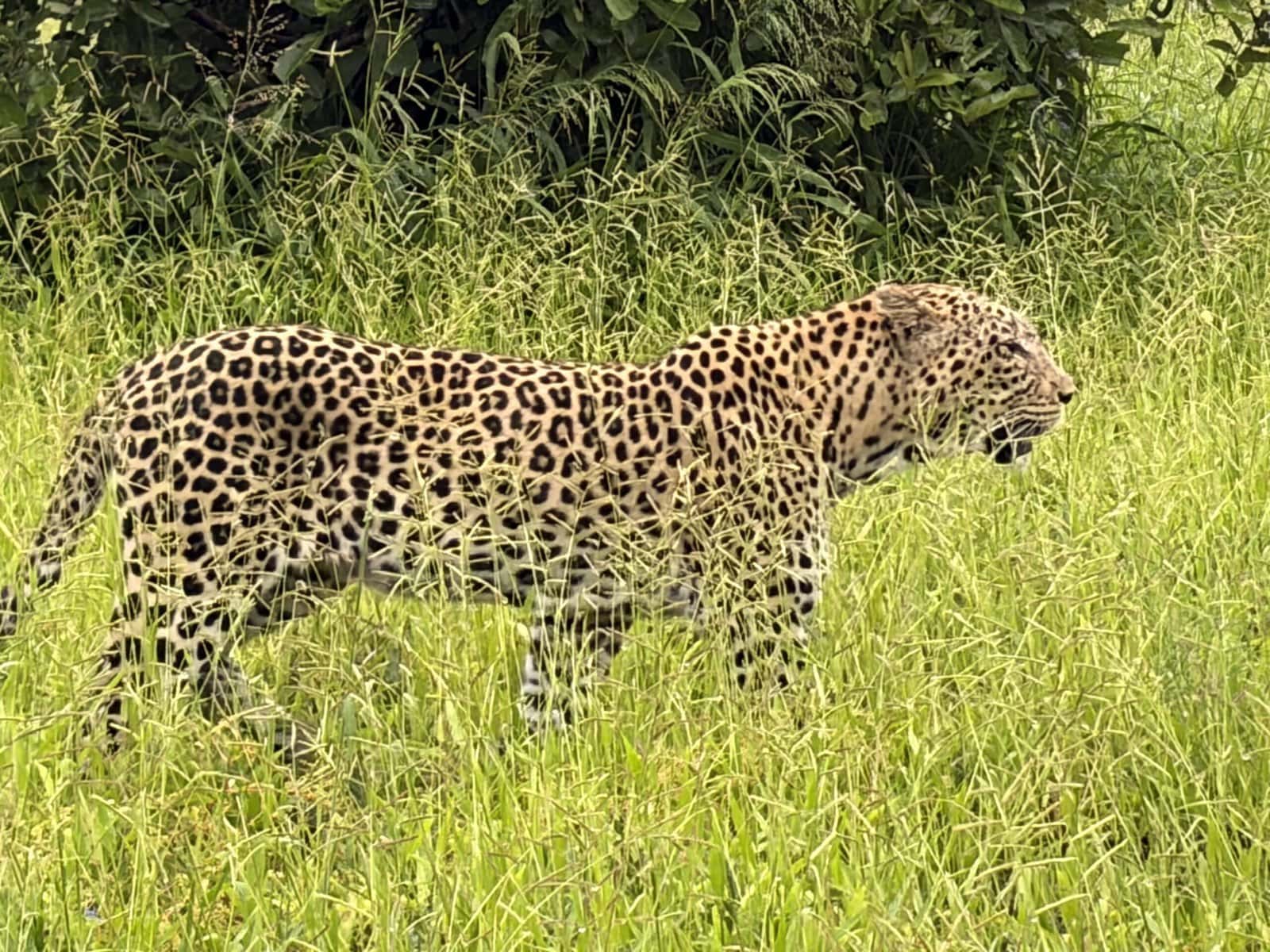 ● Leopard walking through tall grass hunting in Botswana.