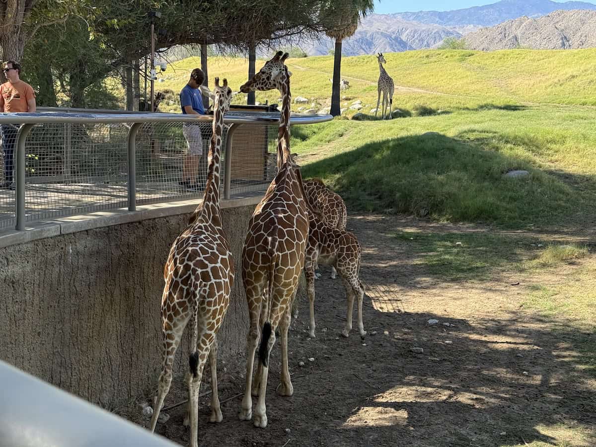Visitor feeding a giraffe at The Living Desert Zoo and Gardens with desert mountains in background