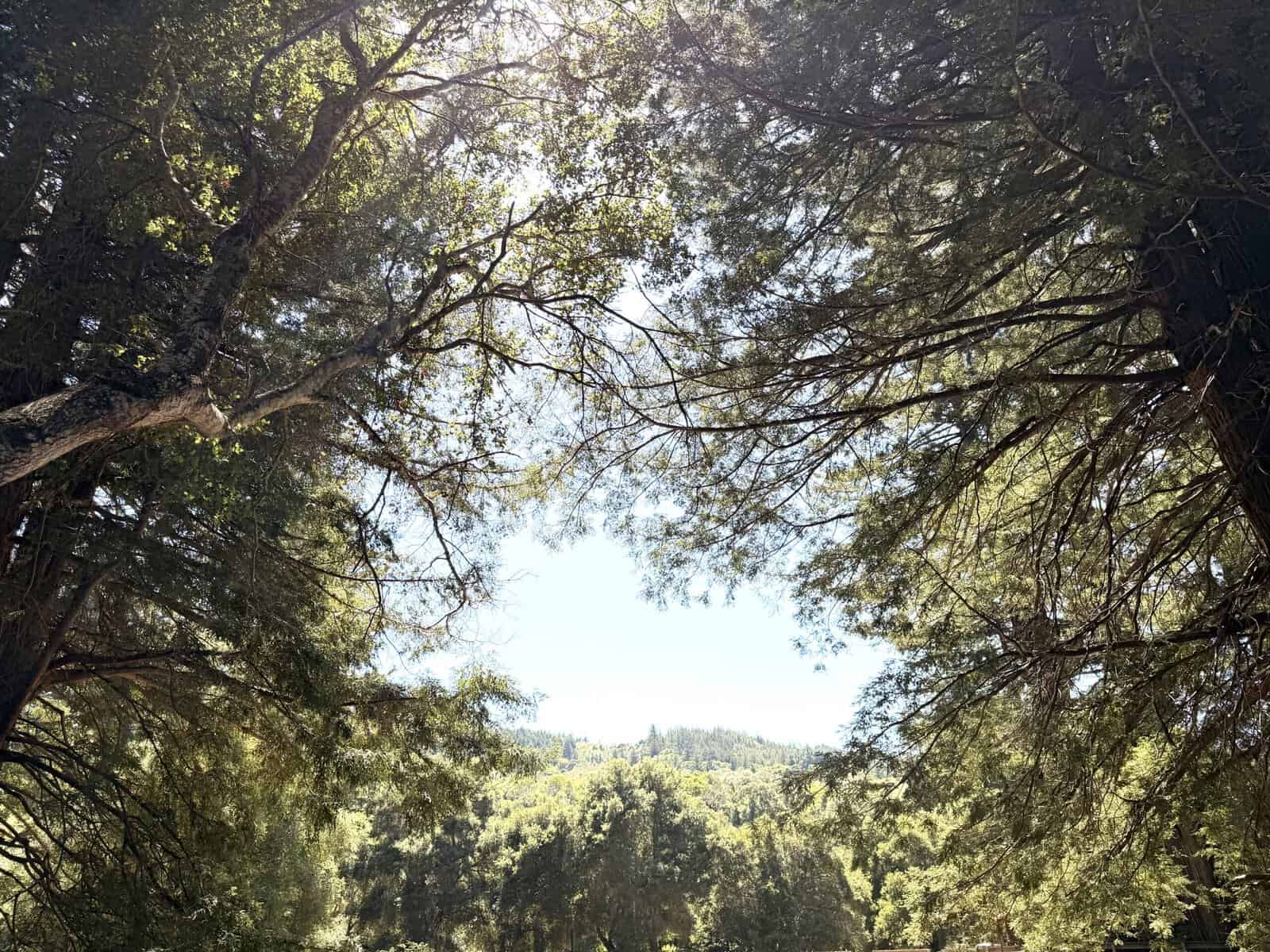 Silicon Valley, Unplugged: Finding Radical Stillness in Northern California