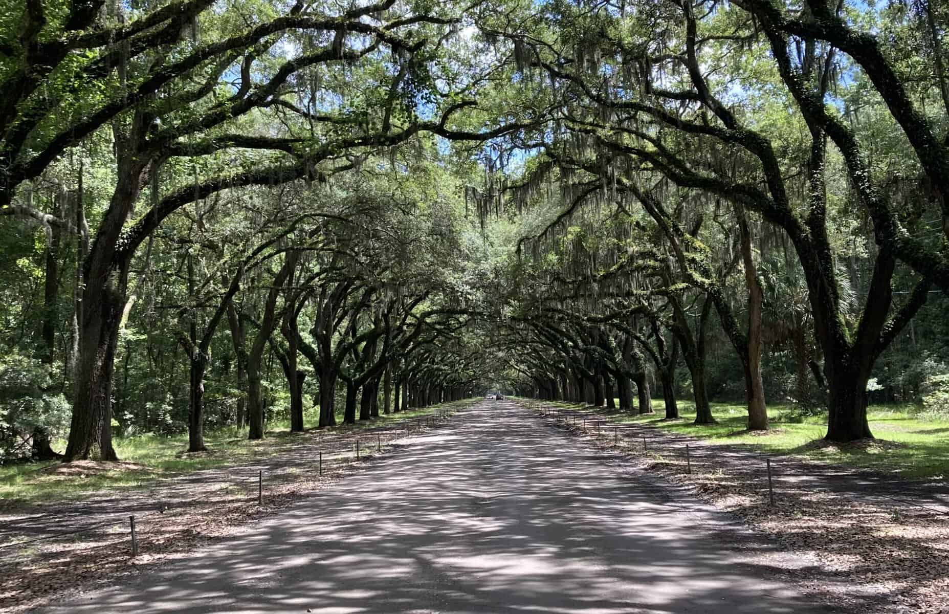 A long paved road stretches into the distance, lined on both sides by towering live oak trees whose branches arch overhead to form a canopy draped in Spanish moss, casting dappled shadows across the ground.
